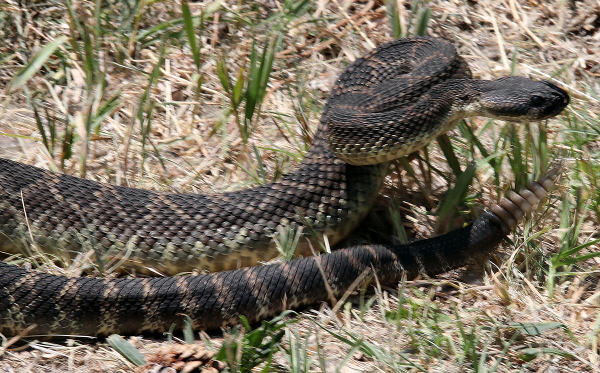 Puerto rican rattlesnake
