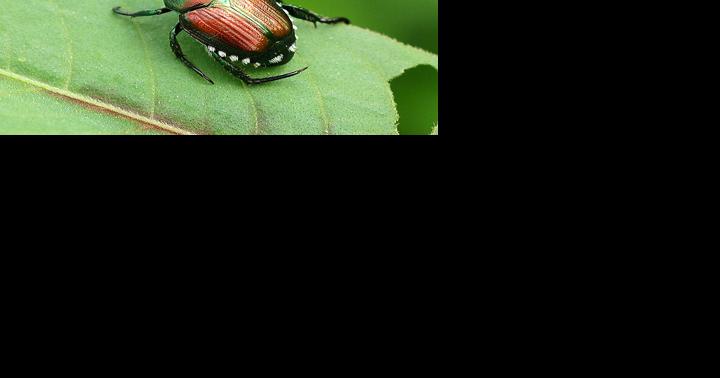 State: Quarantine to remain in bid to limit spread of Japanese beetles - Vimarsana News