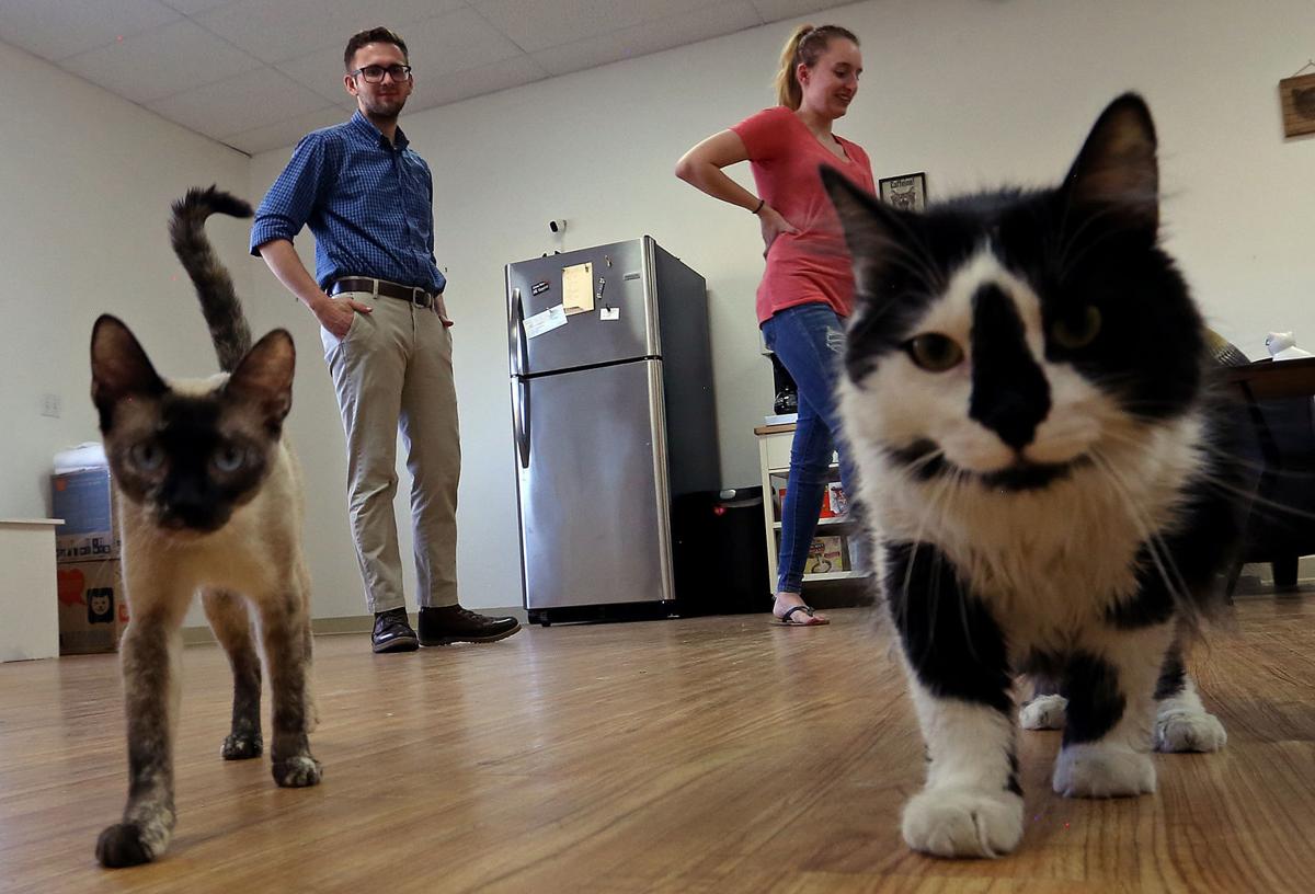 Grand Valley S First Cat Lounge To Be A Place To Relax And Adopt