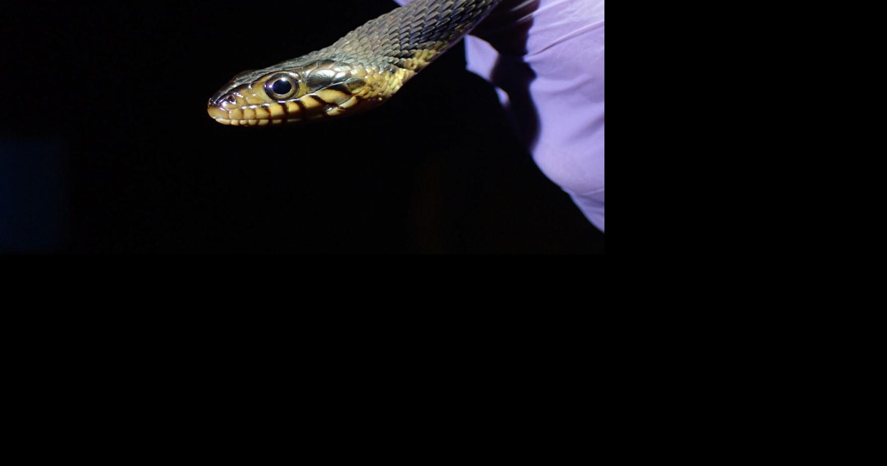Research warns snakes facing extinction due to deadly diseases