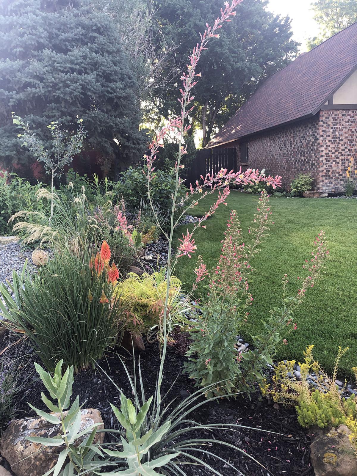 Soy sauce traps solve problems with earwigs Home and Garden