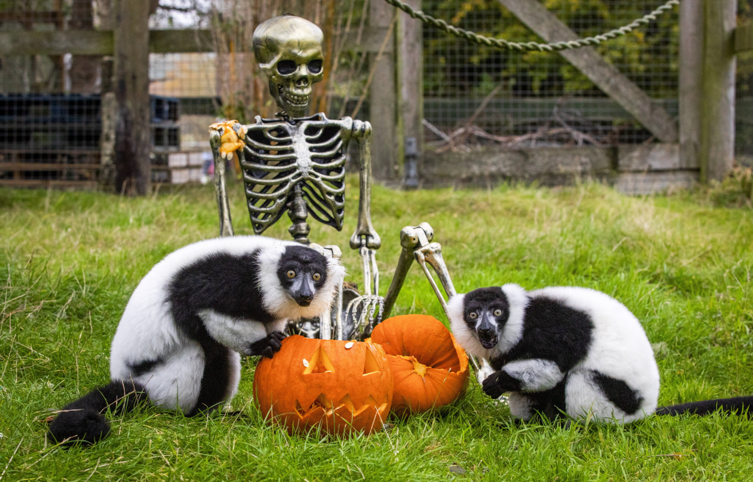 Lemurs enjoy Halloween fun with spooky pumpkins and skeletons ...