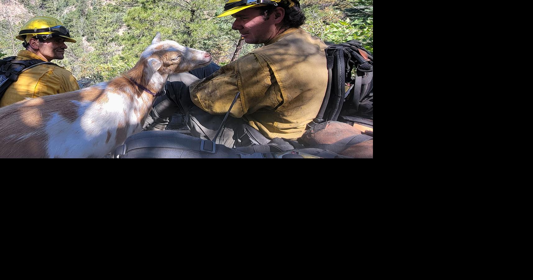 The legend of Goldie the wildfire goat