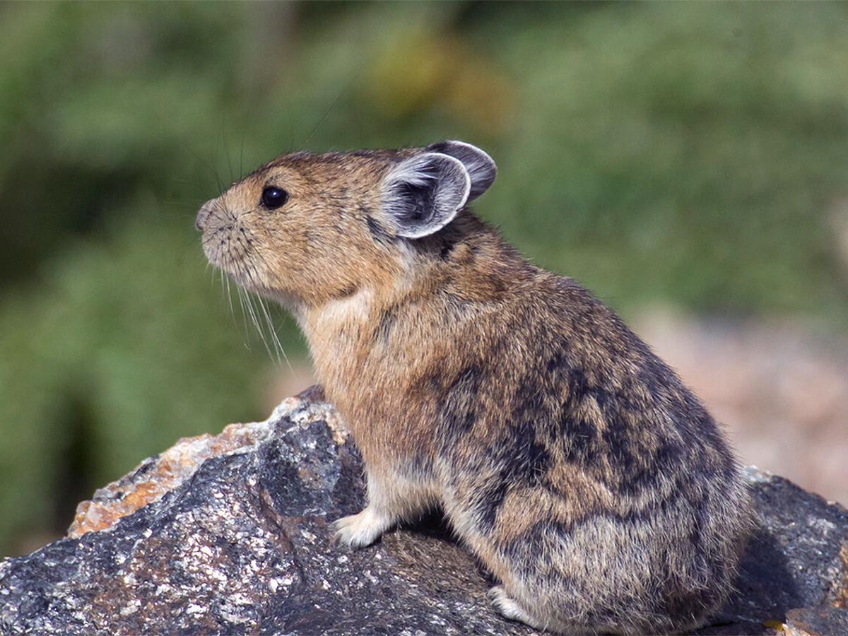 Pika-spotting? There's now an app for that | News 