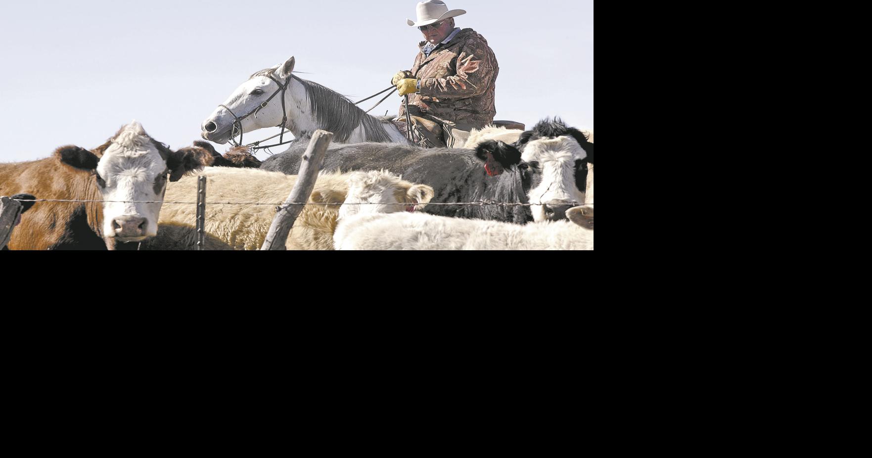 There have never been more challenges in cattle ranching. This is how ...