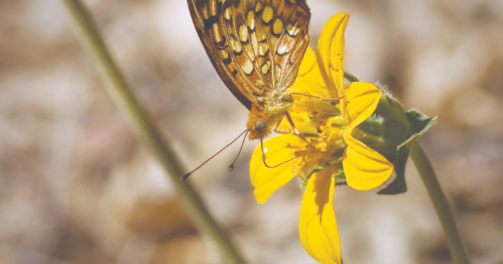 Suit seeks greater protections for local butterfly | Western Colorado