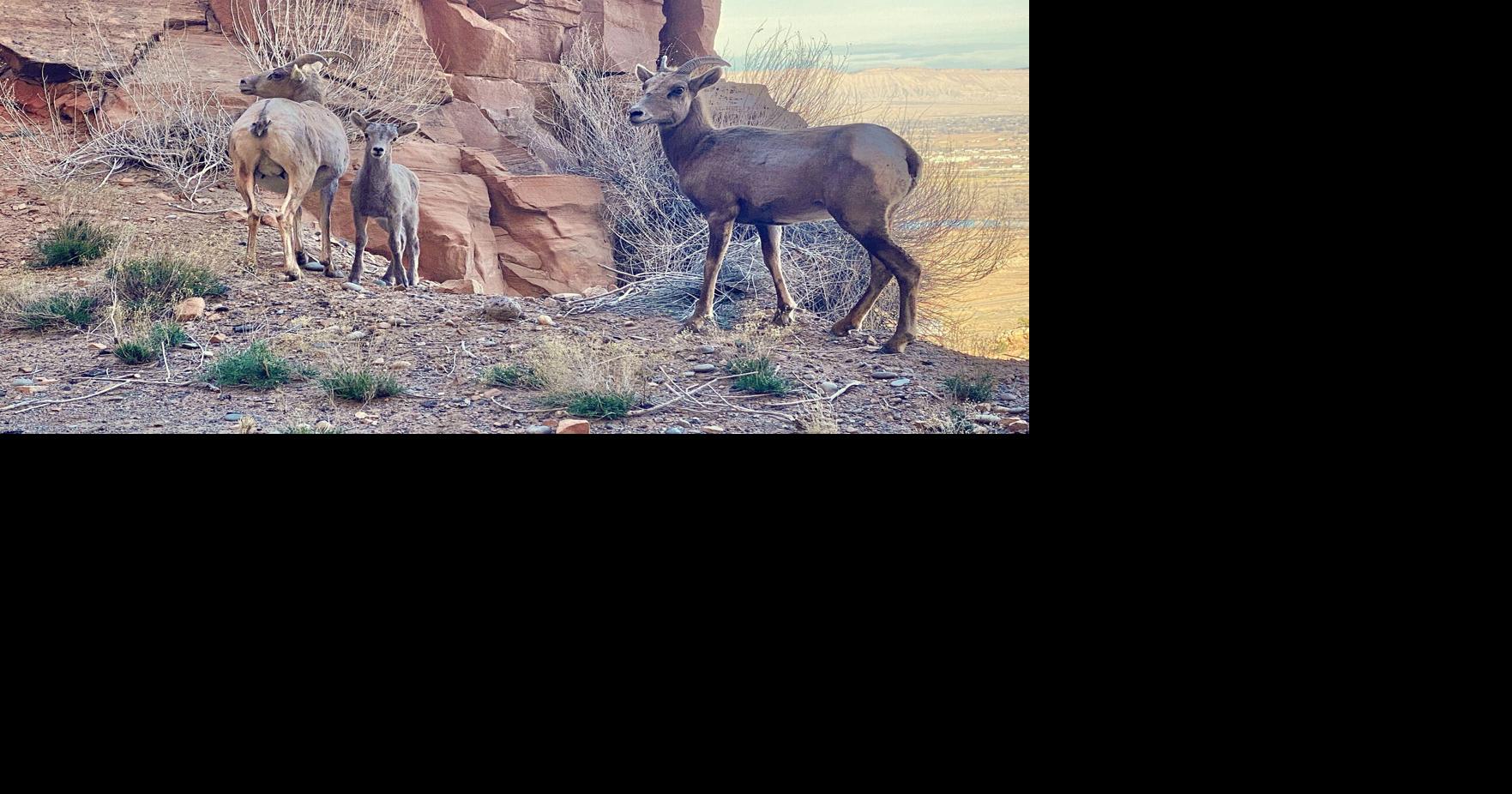 Bighorn lambs seen 'dancing' in Colorado National Monument