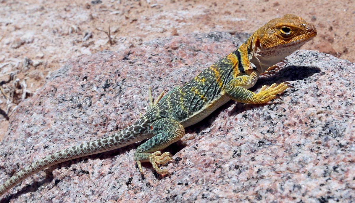 060220-CollaredLizard-CPT