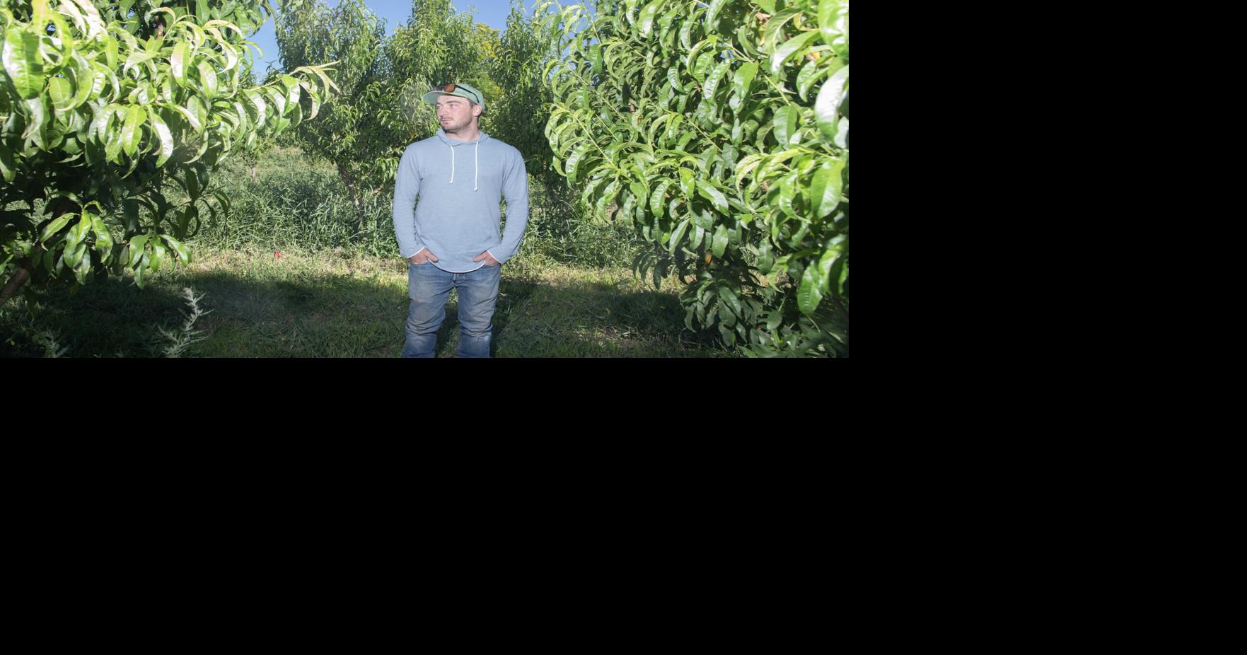 After loss of fruit crop, North Fork farmers move on to 'what's next'