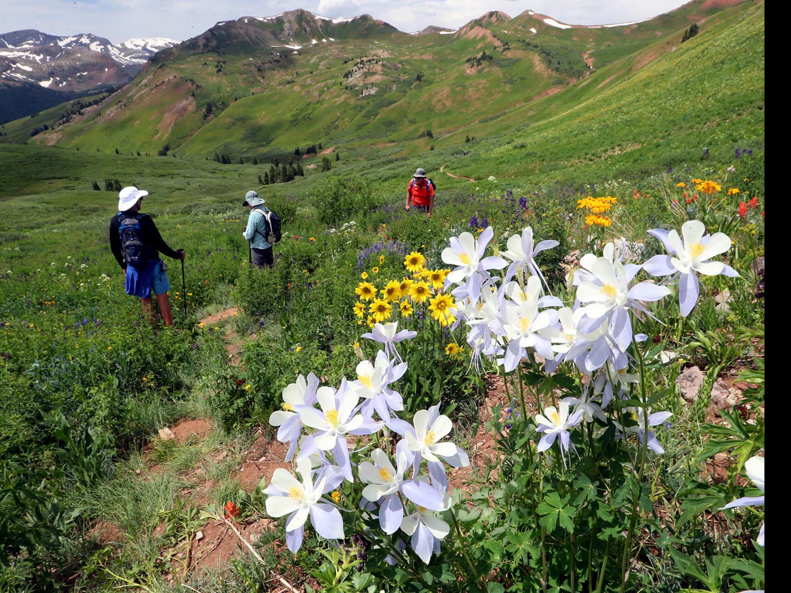 Colorado Wildflower Guide from Crested Butte