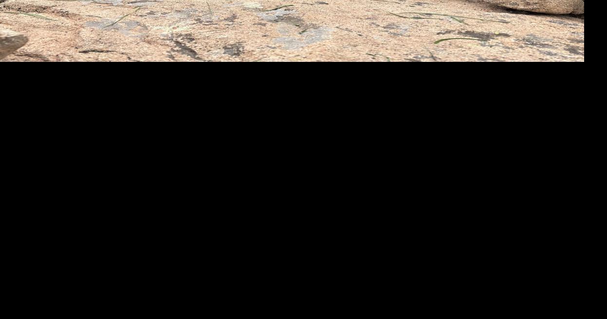 Latest peek into pika science written by CMU student during senior year