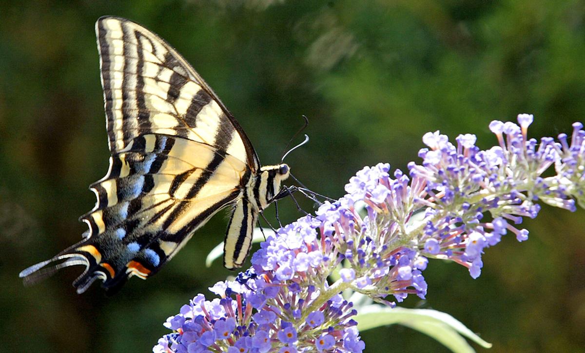 071520-Butterfly-CPT