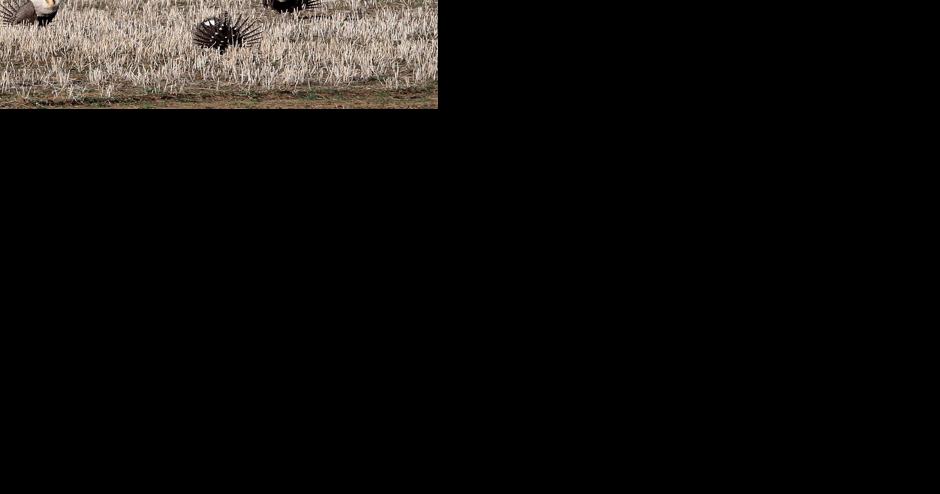 Conservation effort preserves elk and deer migration corridor - Vimarsana News