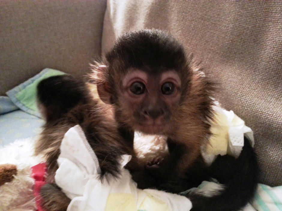 Capuchin monkey for sales sale