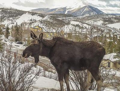 Breck moose