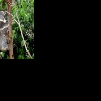 Australia halts logging for koala haven on eastern coast