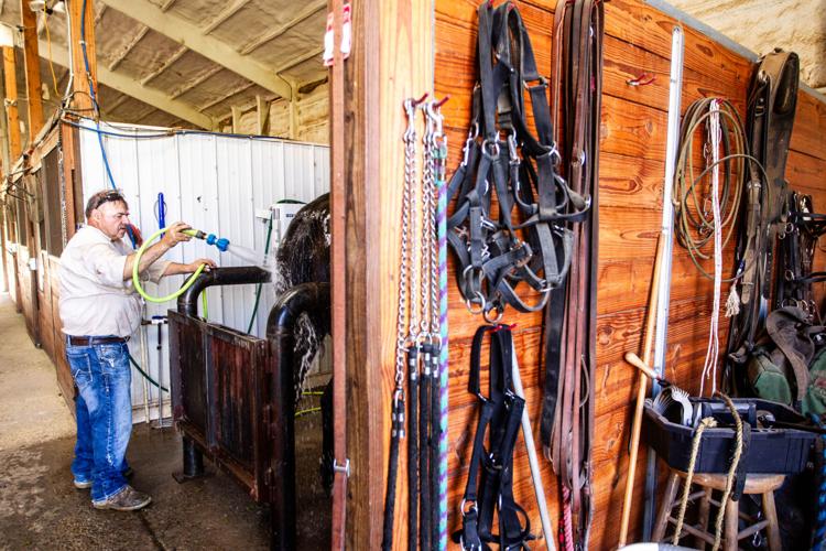 FN At the reins Sixhorse hitch driver specializes in patience