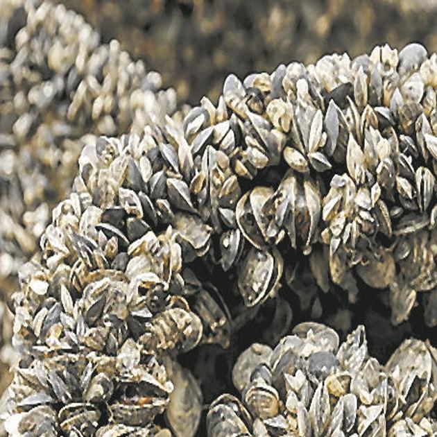 Lake Powell Mussels Multiplying Menacing Colorado Lakes Reservoirs Western Colorado Gjsentinel Com