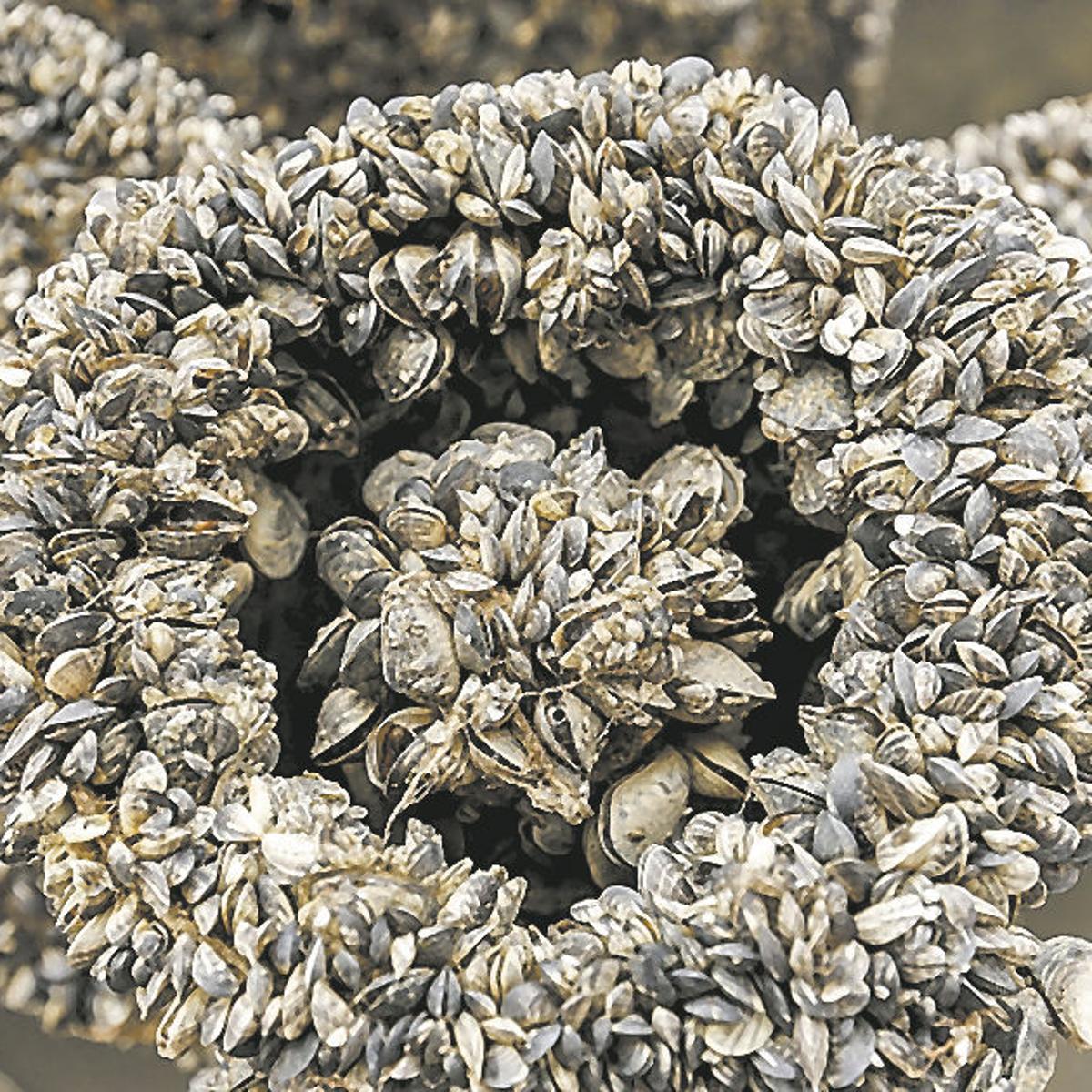 Lake Powell Mussels Multiplying Menacing Colorado Lakes Reservoirs Western Colorado Gjsentinel Com