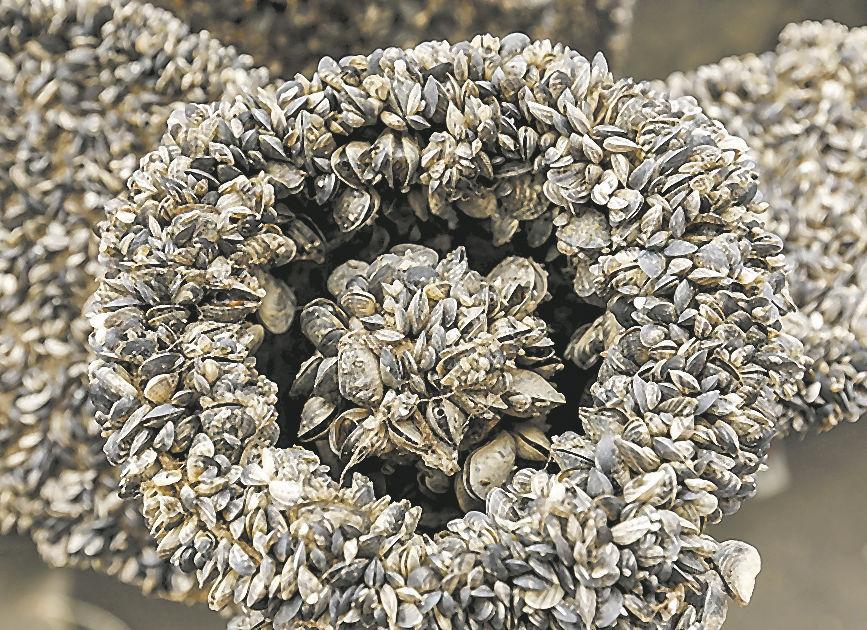 Lake Powell mussels multiplying, menacing Colorado lakes, reservoirs