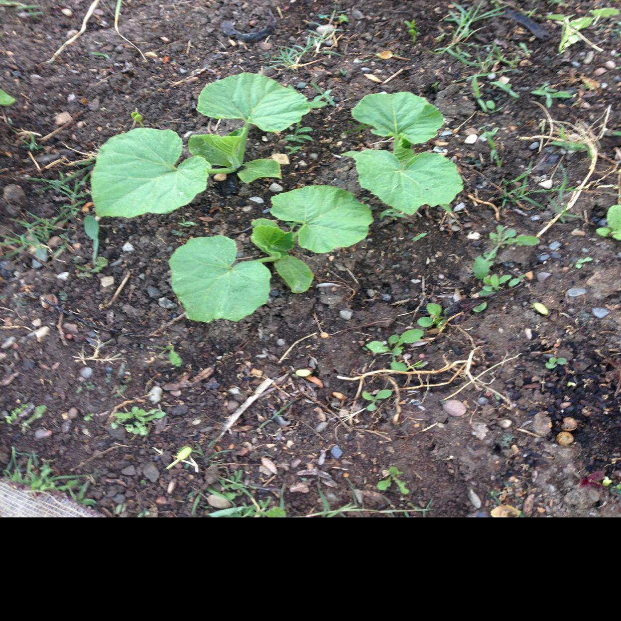 With Victory Over Snails Comes Satisfaction Home And Garden