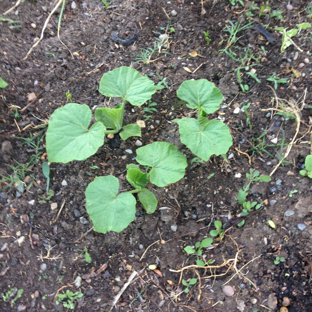 With Victory Over Snails Comes Satisfaction Home And Garden