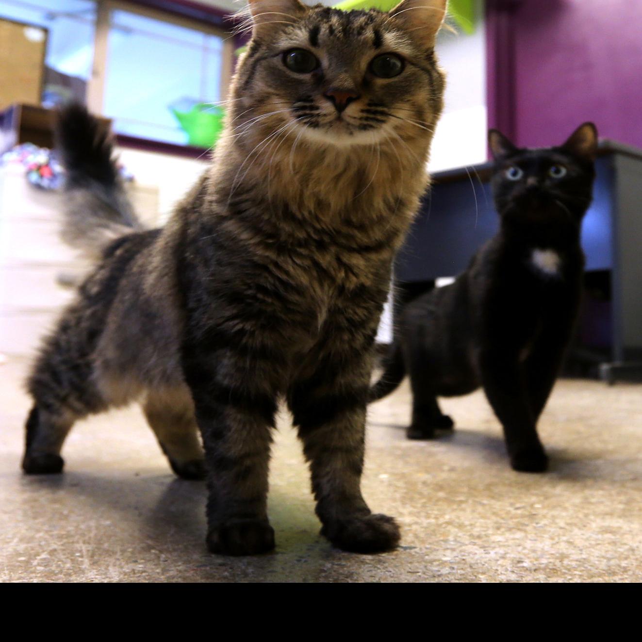 Free Neuter Spay Weekend Aims To Curb Feline Fertility Western Colorado Gjsentinel Com