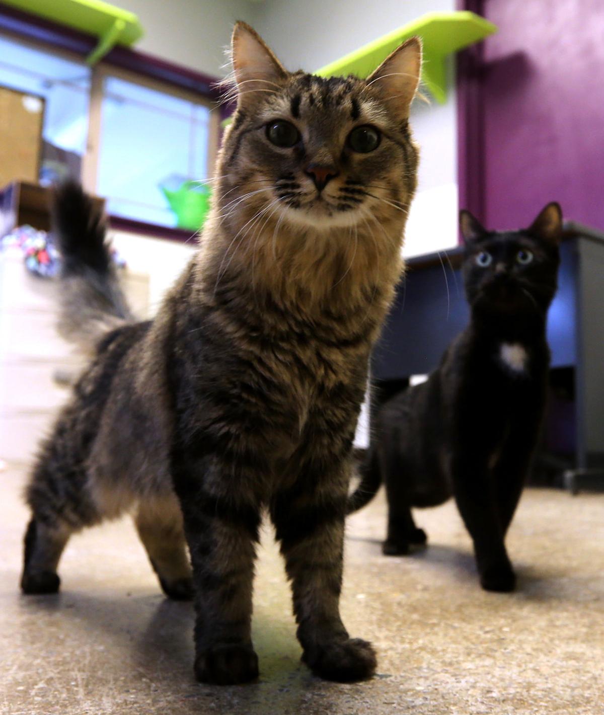 Free Neuter Spay Weekend Aims To Curb Feline Fertility Western