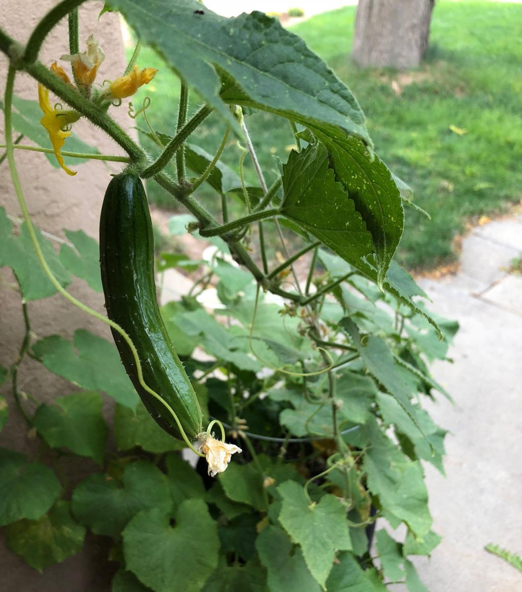 Renee's Garden 'Bush Slicer' Container Cucumber