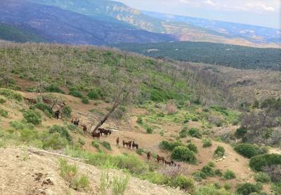 Wild horse herd