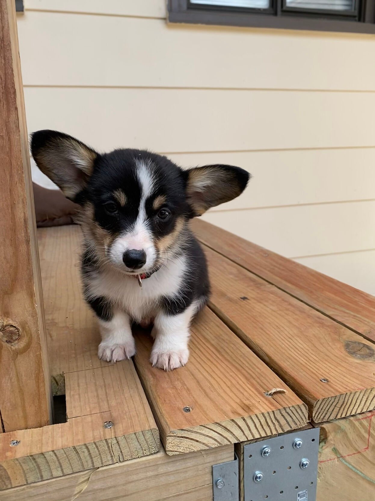 Joy 2024 corgi puppies