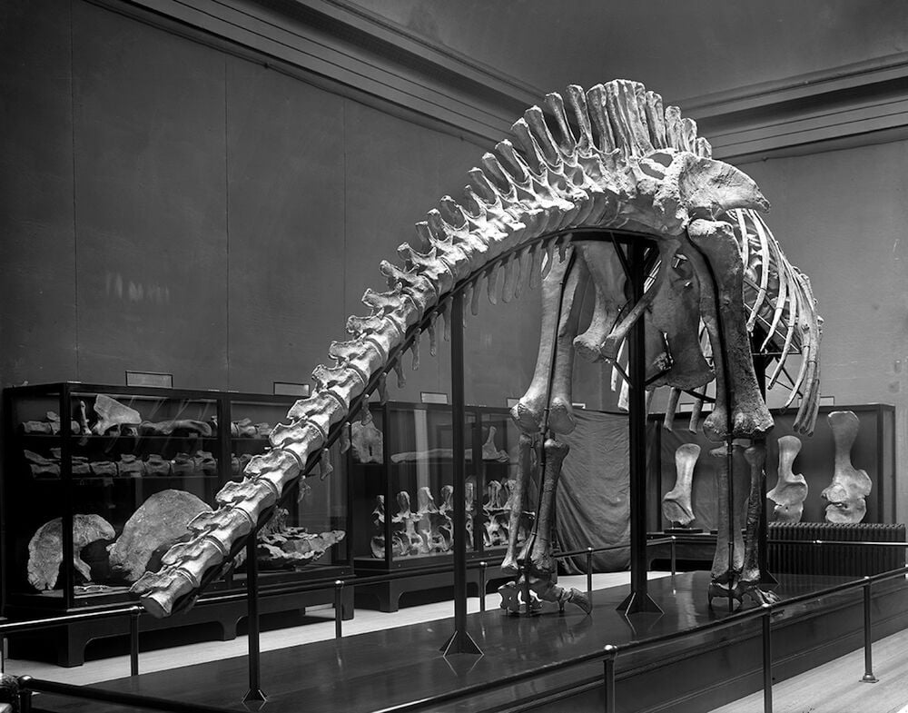 Riggs Put Grand Valley Dinosaurs On The Map 120 Years Ago Western Colorado Gjsentinel Com