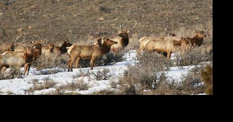 BLM undertakes habitat connectivity initiative - Vimarsana News