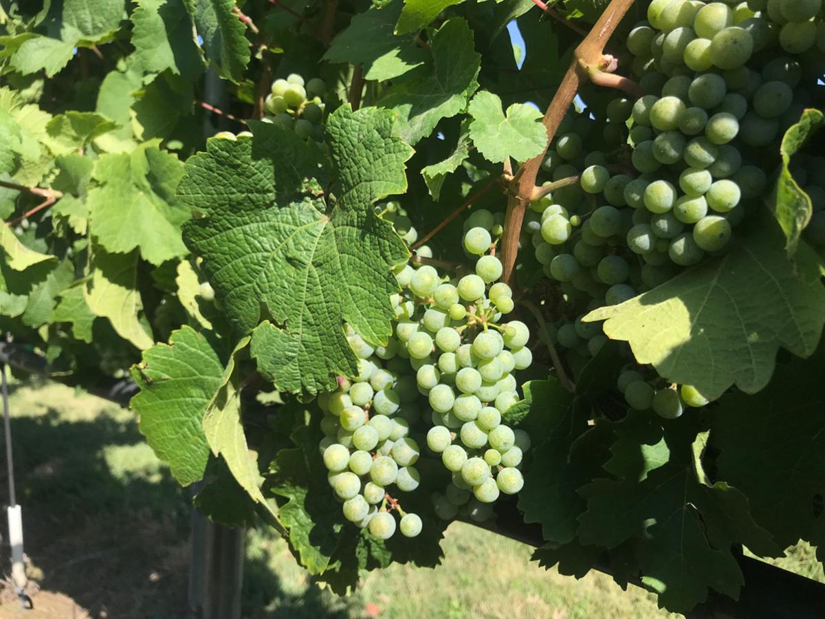 Several bunches of Riesling grapes edge toward maturity in a vineyard on Orchard Mesa. These and other grapes around the Grand Valley are a week or so behind schedule after a cool spring delayed development.