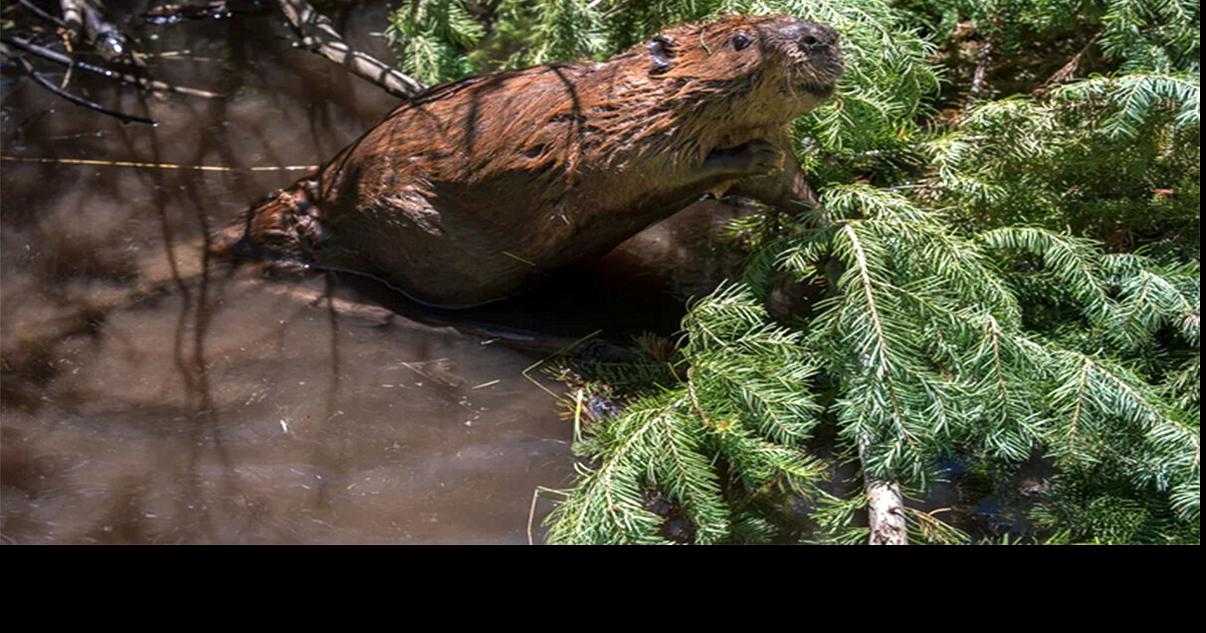 CPW busy setting up beaver conservation program