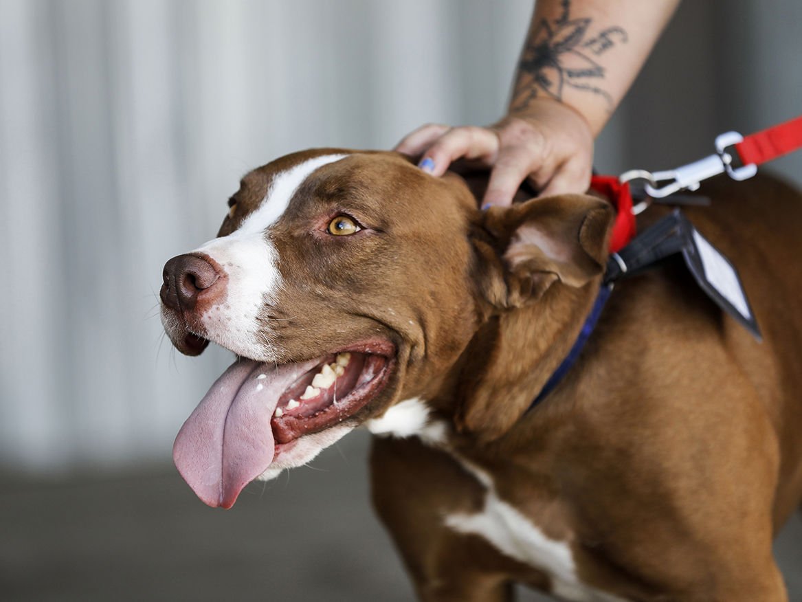 Pit bull in training | Western Colorado | gjsentinel.com