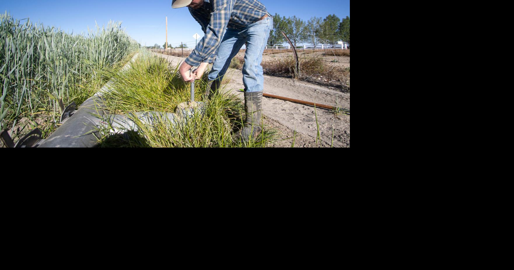 Hay growers adapt, or cut losses, amid drought. Cattlemen wait.