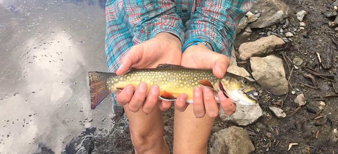 75-year-old record brook trout broken, Western Colorado