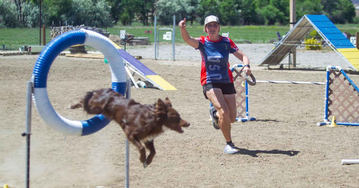 In the Brink! of an eye: Border collie, handler speed to medals at world championship