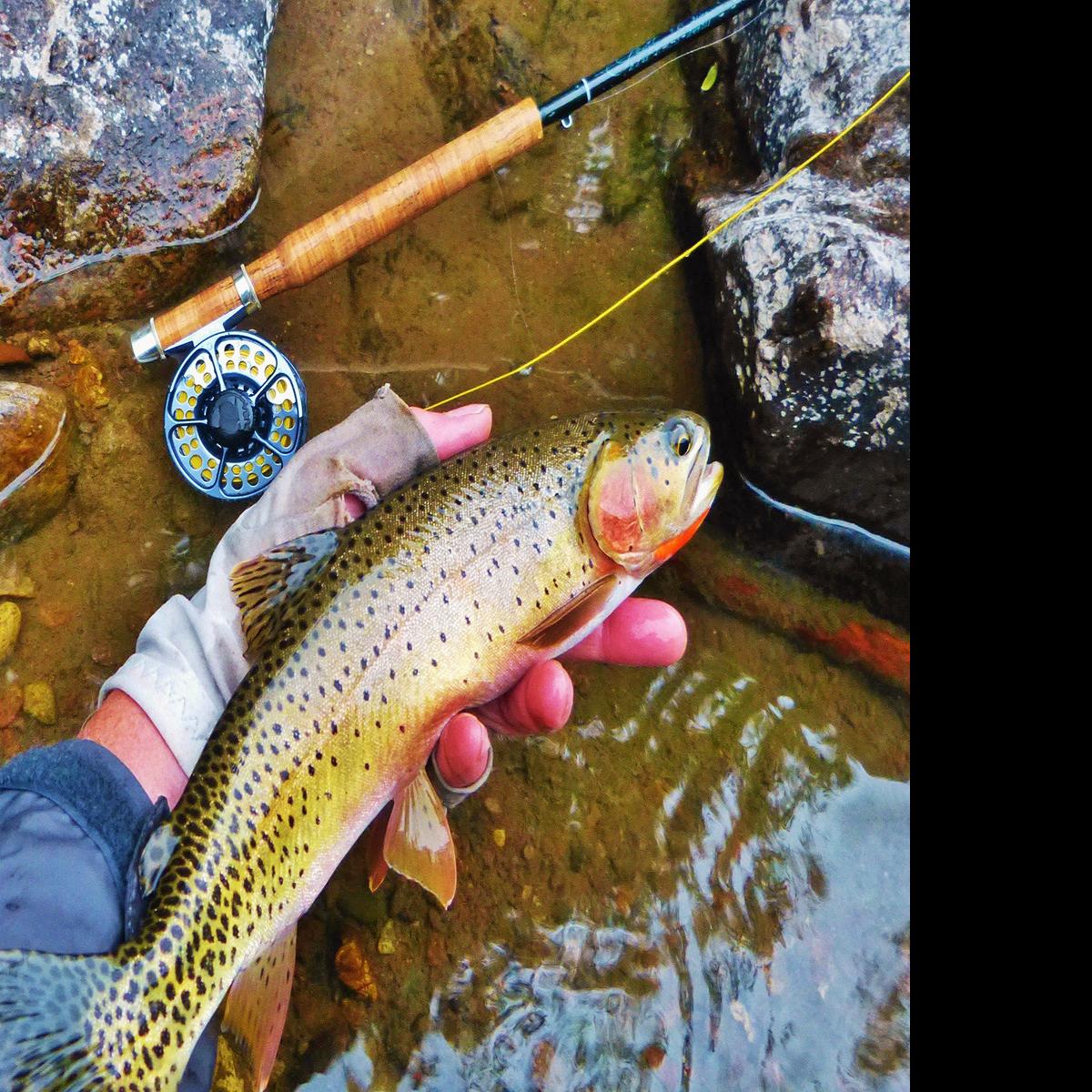 Going native: Stalk the cutthroat, not the rainbow, Fishing