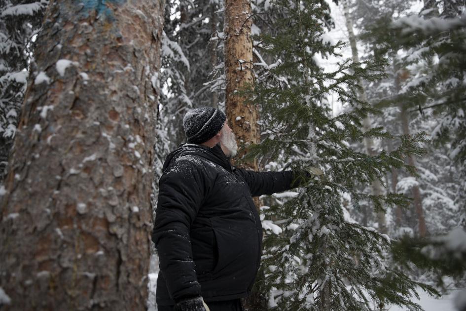 Coloradans brave the elements for the perfect tree | Colorado
