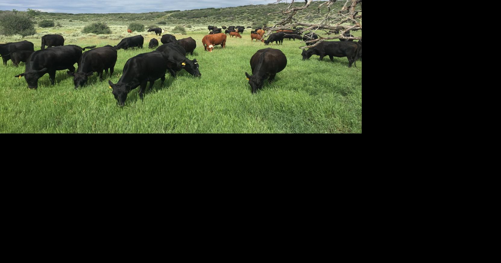 LeValley Ranch recognized for conservation efforts | Western Colorado ...