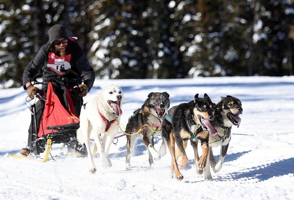 Mush snow hot sale dogs