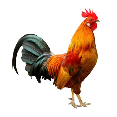 Download No Thank You I Don T Want Your Rooster Home And Garden Gjsentinel Com