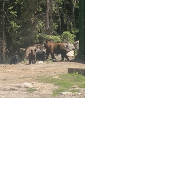 Colorado seeing large increase in bear sightings, incidents