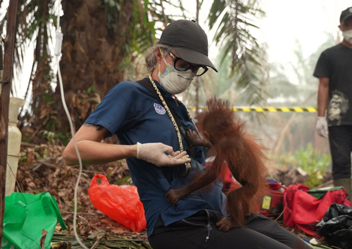 Baby orangutan rescued from Indonesian wildfires | National ...