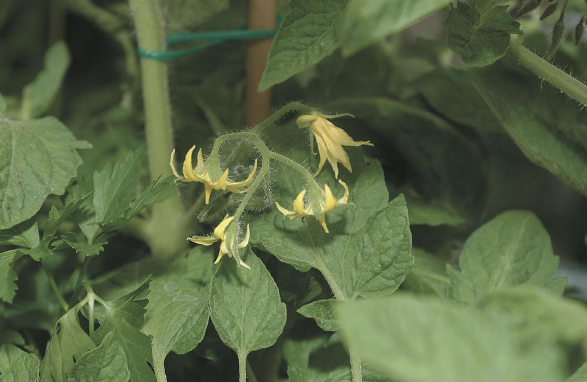 �Hardening off� plants gives seedlings a chance in the