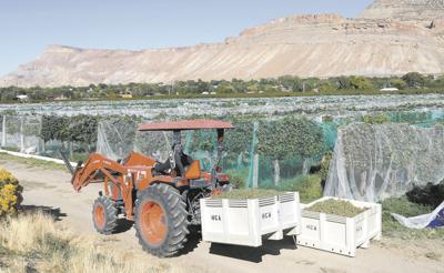 The recent cold front didn't have as adverse an effect on the Palisade wine industry as feared, and swift actions to harvest their crops Thursday should help vineyard owners have a successful year, said Miranda Ulmer, viticulture extension specialist.