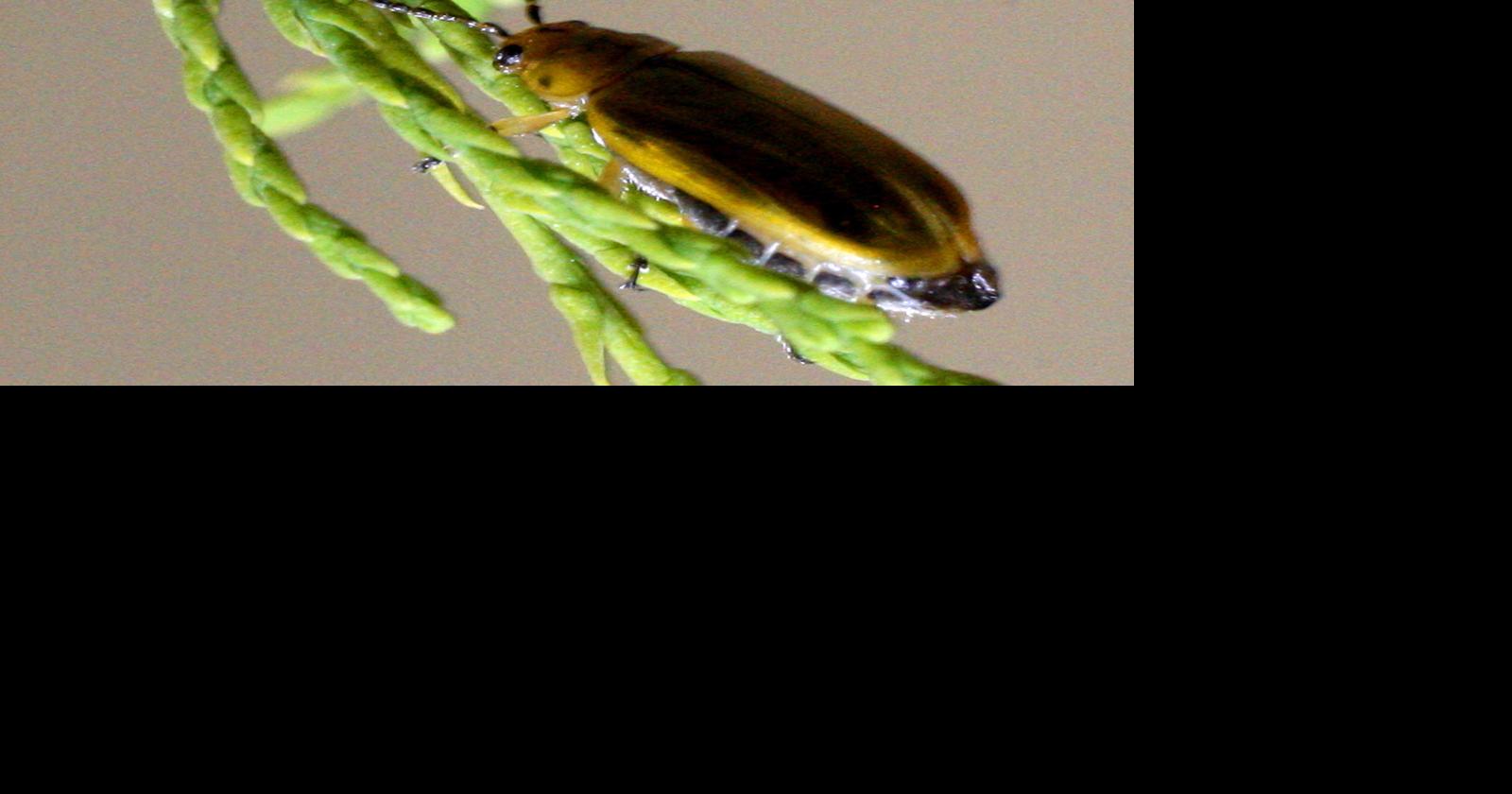 Citizen scientists sought to search for beneficial beetle