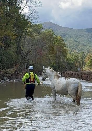Natural Disaster Rescuing Grassroots effort to rescue animals from disaster takes shape | Western ...